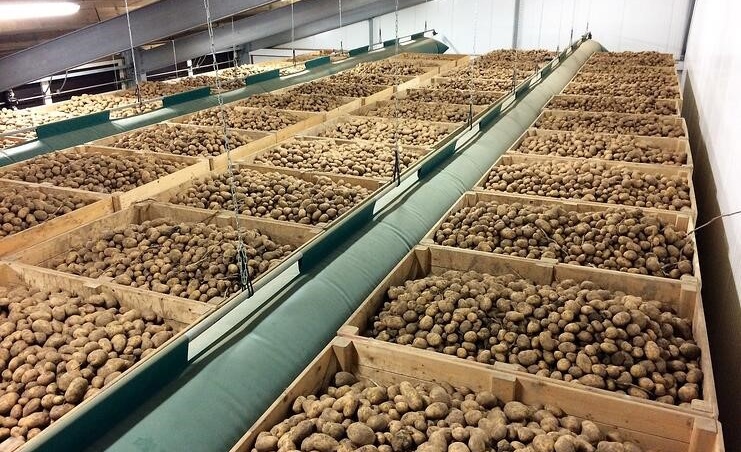 مناسب ترین دمای سردخانه برای سیب زمینی چه مقدار است؟