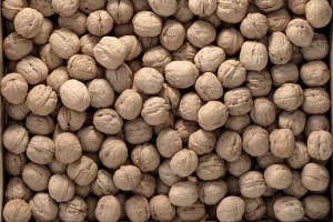 شرایط نگهداری گردو در سردخانه