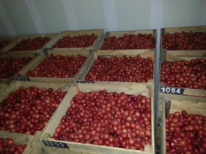 نگهداری گیلاس و آلبالو در سردخانه