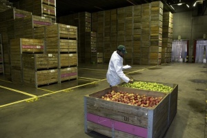 اصول نگهداری سیب در سردخانه