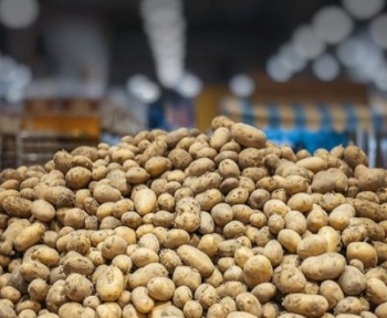 تنظیم دمای سردخانه برای سیب زمینی  چگونه است؟