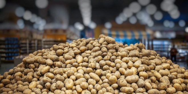 تنظیم دمای سردخانه برای سیب زمینی  چگونه است؟