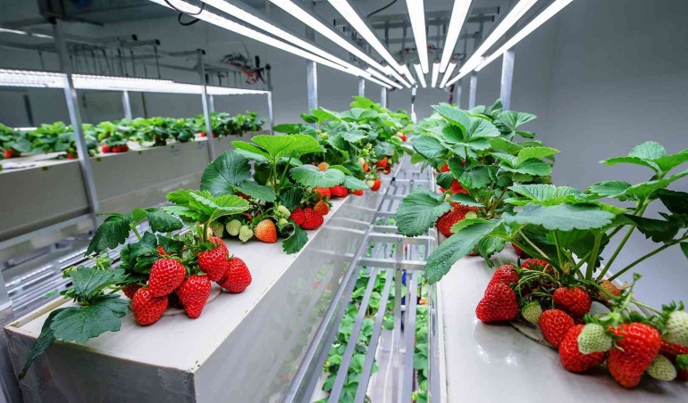 توت فرنگی و اصول نگهداری آن در سردخانه