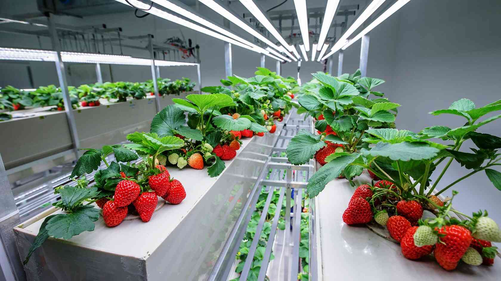 توت فرنگی و اصول نگهداری آن در سردخانه