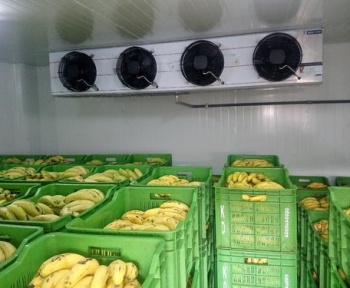 موز و نگهداری آن در سردخانه مواد غذایی