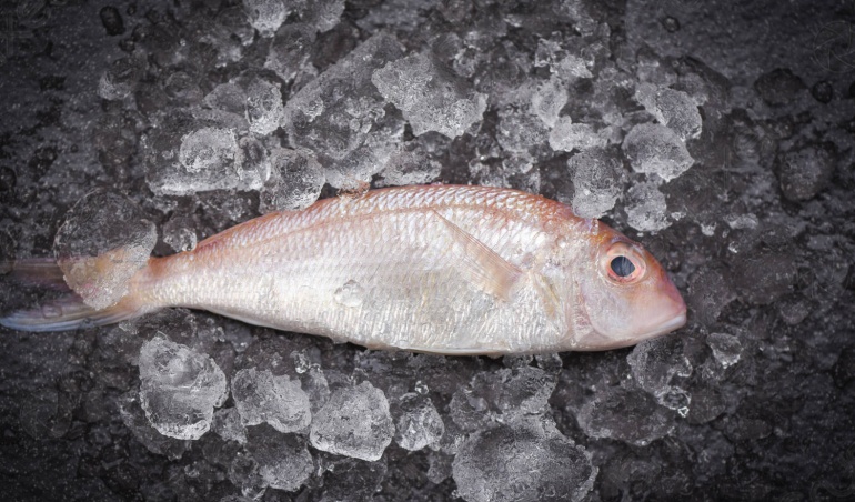 نگهداری ماهی در سردخانه