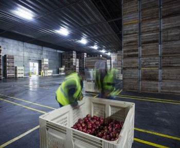 اصول نگهداری سیب در سردخانه