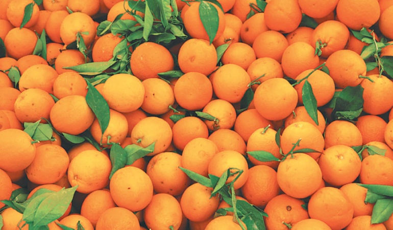 نگهداری پرتقال در سردخانه مواد غذایی